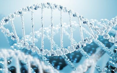 长寿基因负责更有效的DNA修复