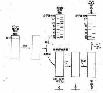 介绍下免疫印迹法的判断标准是什么