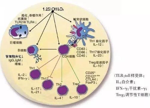 介绍下维生素D中毒后血磷会升高的原因有哪些