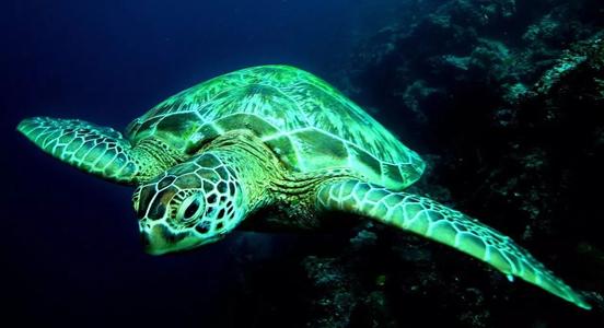 巨大的太平洋珊瑚礁调查显示绿海龟种群在增加