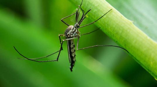 是什么让蚊子避免死亡他们腿上的答案