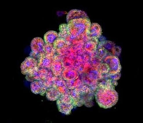 通过微流体分析揭示胎盘细胞亚型
