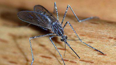 在蚊子的腿上可以找到DEET成功的原因