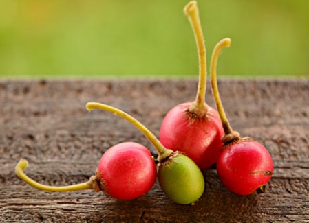 津巴布韦和马达加斯加本地植物的水果提取物可用于预防癌症