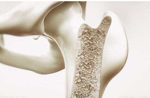 鹰嘴豆素可促进体内关节软骨缺损的修复