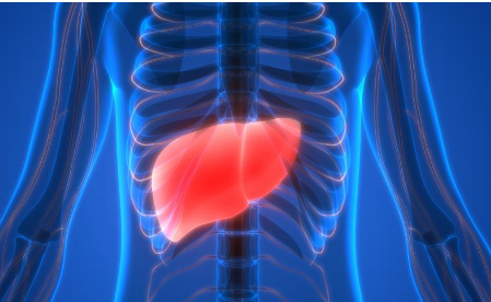 强肝提取物可以缓解非酒精性脂肪性肝炎的症状