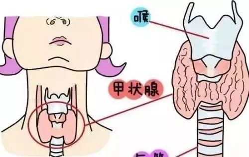 在怀孕前检测甲状腺异常可能会改善妊娠结局