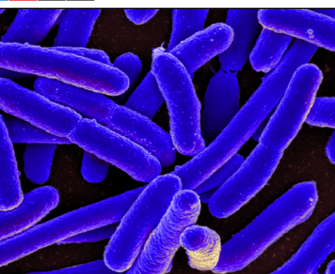 革兰氏阴性细菌对大环内酯类抗生素具有抗性