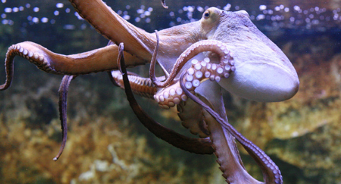 科学家研究章鱼以了解其他行星上的智能生命