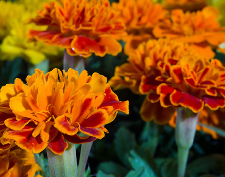 阿兹台克万寿菊是充满活力的花朵 它可以防止发炎