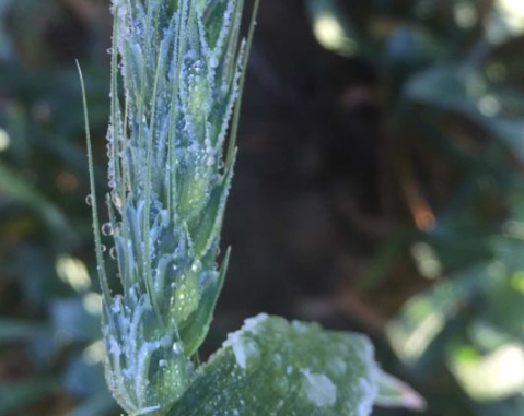 澳大利亚科学家正在研究耐霜冻的小麦