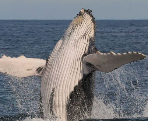 调查发现今年迁移的座头鲸数量似乎很多