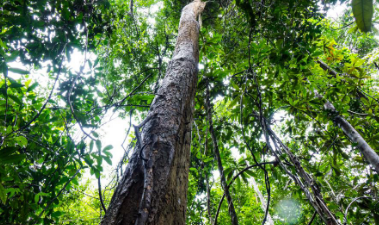 研究发现植物高度与不同陆地生物群落中栖息地有关