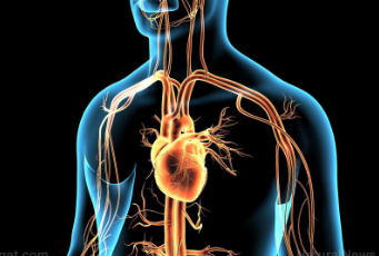 根据研究发现致命的打击胸部不会影响心脏收缩