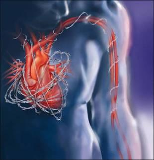 左甲状腺素不能改善心脏病患者的心肌功能