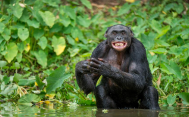 黑猩猩的语言反映了人类的进化历程